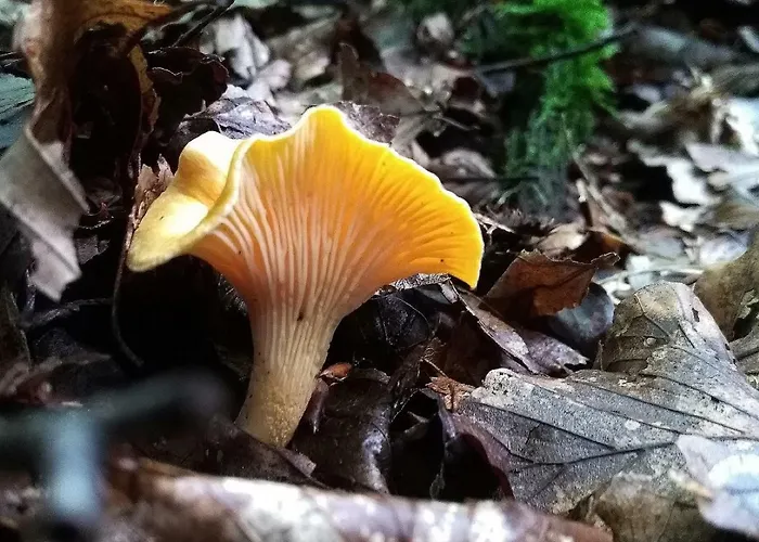 Well Apartment Gladenbach